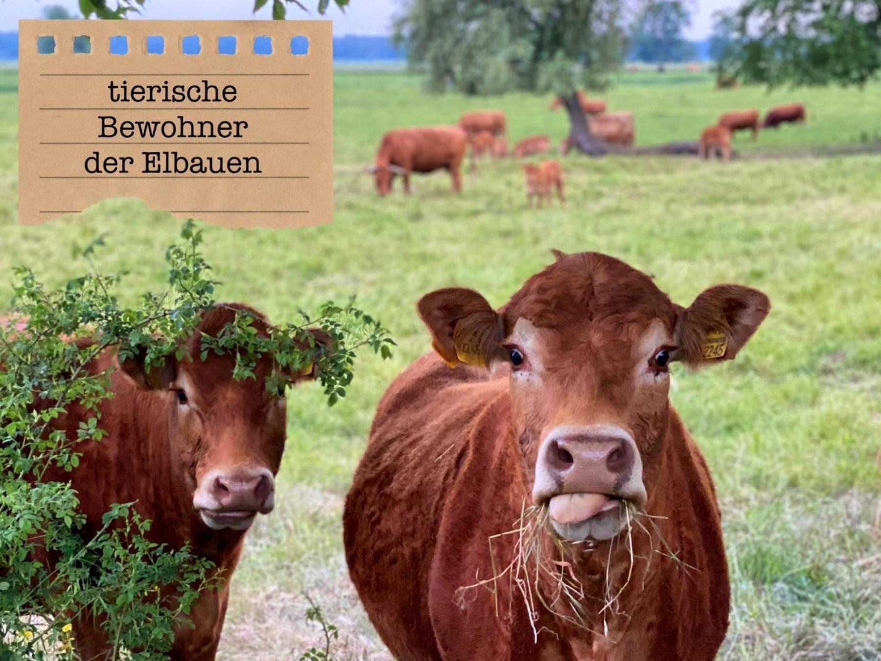 Alte Schule Wittenberg, 3 Ferienwohnungen Fuer Bis Zu 12 Personen, An Der Elbe, Mit Garten Εξωτερικό φωτογραφία