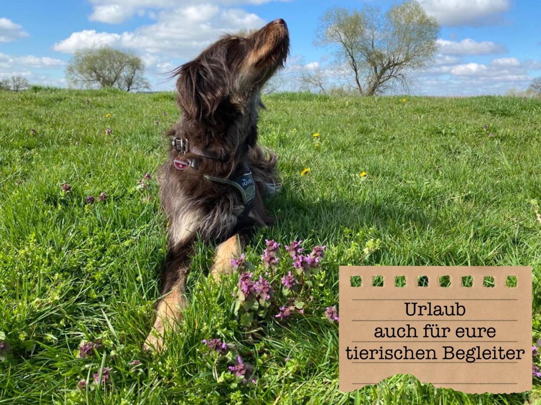 Alte Schule Wittenberg, 3 Ferienwohnungen Fuer Bis Zu 12 Personen, An Der Elbe, Mit Garten Εξωτερικό φωτογραφία